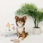 冷感マリン柄刺繍ハーネス+リードSET【名入れ刺繍対応】 - 画像 (2)