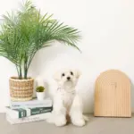 冷感マリン柄刺繍ハーネス+リードSET【名入れ刺繍対応】 - 画像 (4)