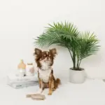 冷感マリン柄刺繍ハーネス+リードSET【名入れ刺繍対応】 - 画像 (5)