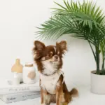 冷感マリン柄刺繍ハーネス+リードSET【名入れ刺繍対応】 - 画像 (6)