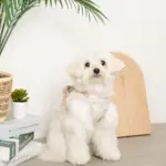 冷感マリン柄刺繍ハーネス+リードSET【名入れ刺繍対応】 - 画像 (7)