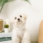 冷感マリン柄刺繍ハーネス+リードSET【名入れ刺繍対応】 - 画像 (8)