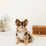 冷感マリン柄刺繍ハーネス+リードSET【名入れ刺繍対応】 - 画像 (9)