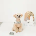 冷感マーガレット柄ハーネス+リードSET【名入れ刺繍対応】【保冷剤付き】 - 画像 (4)