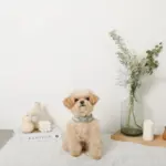 冷感マーガレット柄ハーネス+リードSET【名入れ刺繍対応】【保冷剤付き】 - 画像 (6)