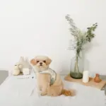 冷感マーガレット柄ハーネス+リードSET【名入れ刺繍対応】【保冷剤付き】 - 画像 (8)