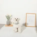 冷感マーガレット柄ハーネス+リードSET【名入れ刺繍対応】【保冷剤付き】 - 画像 (10)