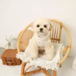 リンゴ柄刺繍ハーネス+リードSET【名入れ刺繍対応】 - 画像 (3)