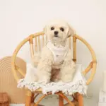 リンゴ柄刺繍ハーネス+リードSET【名入れ刺繍対応】 - 画像 (4)