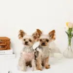 さくらんぼ刺繍ハーネス+リードSET【名入れ刺繍対応】 - 画像 (3)