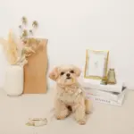 さくらんぼ刺繍ハーネス+リードSET【名入れ刺繍対応】 - 画像 (4)