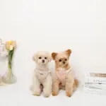 さくらんぼ刺繍ハーネス+リードSET【名入れ刺繍対応】 - 画像 (6)