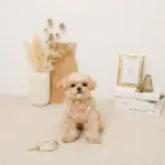 さくらんぼ刺繍ハーネス+リードSET【名入れ刺繍対応】 - 画像 (7)