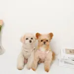 さくらんぼ刺繍ハーネス+リードSET【名入れ刺繍対応】 - 画像 (9)