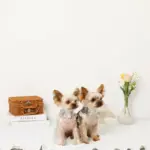 さくらんぼ刺繍ハーネス+リードSET【名入れ刺繍対応】 - 画像 (10)