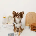 恐竜柄刺繍ハーネス+リードSET【名入れ刺繍対応】 - 画像 (2)