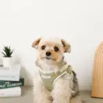 恐竜柄刺繍ハーネス+リードSET【名入れ刺繍対応】 - 画像 (4)