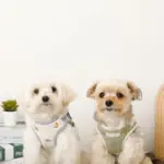 恐竜柄刺繍ハーネス+リードSET【名入れ刺繍対応】 - 画像 (6)