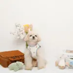 恐竜柄刺繍ハーネス+リードSET【名入れ刺繍対応】 - 画像 (7)