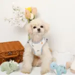 恐竜柄刺繍ハーネス+リードSET【名入れ刺繍対応】 - 画像 (8)