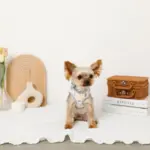 恐竜柄刺繍ハーネス+リードSET【名入れ刺繍対応】 - 画像 (10)