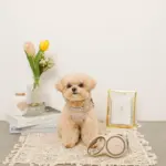 おさんぽロングリード5m - 画像 (2)