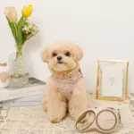 おさんぽロングリード5m - 画像 (5)