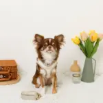 バイカラーハーネス＋リードSET【名入れ刺繍対応】 - 画像 (2)