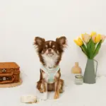 バイカラーハーネス＋リードSET【名入れ刺繍対応】 - 画像 (4)