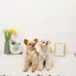 バイカラーハーネス＋リードSET【名入れ刺繍対応】 - 画像 (5)