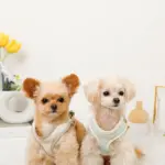 バイカラーハーネス＋リードSET【名入れ刺繍対応】 - 画像 (6)