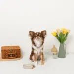 バイカラーハーネス＋リードSET【名入れ刺繍対応】 - 画像 (7)