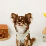 バイカラーハーネス＋リードSET【名入れ刺繍対応】 - 画像 (9)