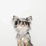 サークルチャームチェーンネックレス【名入れ彫刻対応】 - 画像 (2)