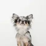 サークルチャームチェーンネックレス【名入れ彫刻対応】 - 画像 (3)