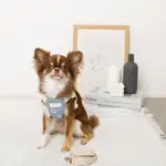 冷感シェルヒトデ柄ハーネス+リードSET【名入れ刺繍対応】 - 画像 (2)