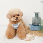 冷感シェルヒトデ柄ハーネス+リードSET【名入れ刺繍対応】 - 画像 (4)