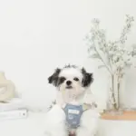 冷感シェルヒトデ柄ハーネス+リードSET【名入れ刺繍対応】 - 画像 (5)