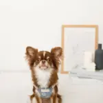 冷感シェルヒトデ柄ハーネス+リードSET【名入れ刺繍対応】 - 画像 (6)