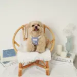 冷感シェルヒトデ柄ハーネス+リードSET【名入れ刺繍対応】 - 画像 (7)