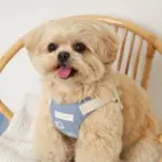 冷感シェルヒトデ柄ハーネス+リードSET【名入れ刺繍対応】 - 画像 (8)