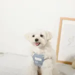 冷感シェルヒトデ柄ハーネス+リードSET【名入れ刺繍対応】 - 画像 (9)