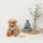 冷感シェルヒトデ柄ハーネス+リードSET【名入れ刺繍対応】 - 画像 (10)