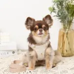 レモン柄刺繍ハーネス+リードSET【名入れ刺繍対応】 - 画像 (2)