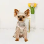 レモン柄刺繍ハーネス+リードSET【名入れ刺繍対応】 - 画像 (3)