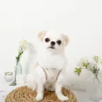 レモン柄刺繍ハーネス+リードSET【名入れ刺繍対応】 - 画像 (4)