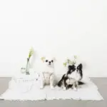 レモン柄刺繍ハーネス+リードSET【名入れ刺繍対応】 - 画像 (5)