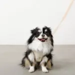 レモン柄刺繍ハーネス+リードSET【名入れ刺繍対応】 - 画像 (6)