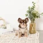 レモン柄刺繍ハーネス+リードSET【名入れ刺繍対応】 - 画像 (7)