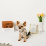 レモン柄刺繍ハーネス+リードSET【名入れ刺繍対応】 - 画像 (8)